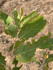 Combretum zeyheri