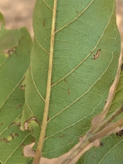 Combretum zeyheri