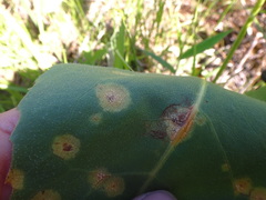 Puccinia silphii