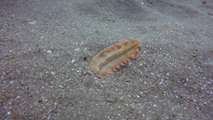 Phrikoceros mopsus