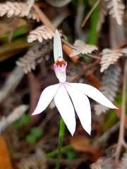 Caladenia picta