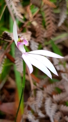 Caladenia picta
