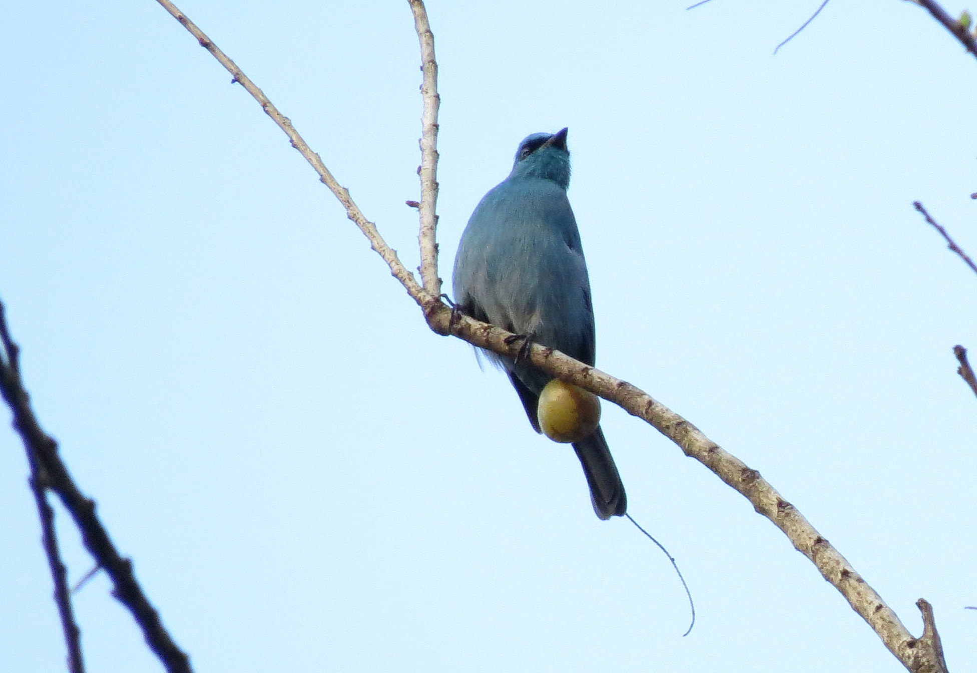 Verditer Flycatcher