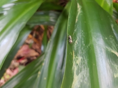 Polyrhachis cupreata