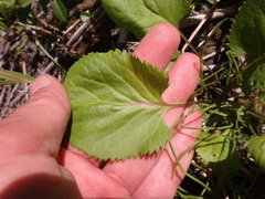Packera pseudaurea semicordata