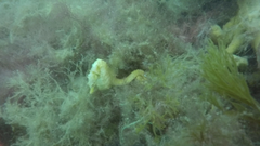 Hippocampus patagonicus