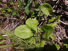 Packera pseudaurea semicordata