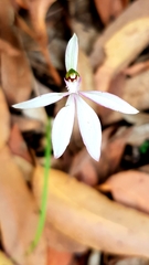 Caladenia picta