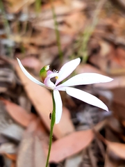 Caladenia picta