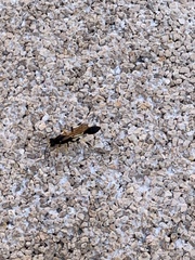 Sceliphron destillatorium