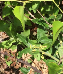 Asclepias tuberosa interior