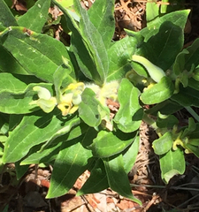 Asclepias tuberosa interior