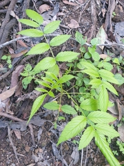 Rubus probus