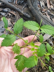 Rubus probus
