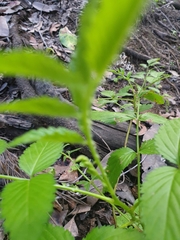 Rubus probus