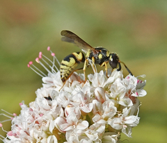 Euodynerus hidalgo viereckii