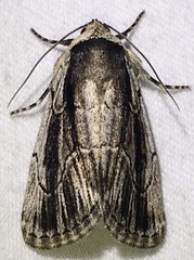 Sympistis badistriga
