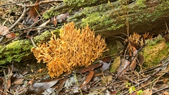 Phaeoclavulina flaccida