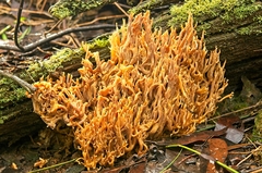 Phaeoclavulina flaccida