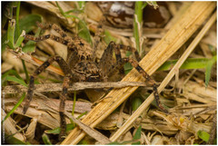 Polybetes rapidus