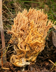 Phaeoclavulina flaccida