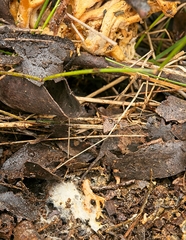 Phaeoclavulina flaccida