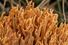 Phaeoclavulina flaccida