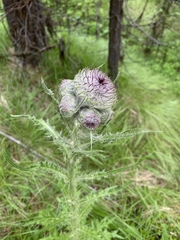 Cirsium edule