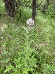 Cirsium edule