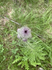 Cirsium edule