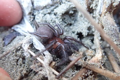 Porrhothele antipodiana