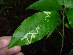 Liriomyza flavolateralis