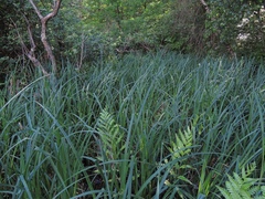Carex utriculata