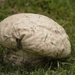 Purple-Spored Puffball - Photo (c) Randy Bodkins, some rights reserved (CC BY-NC), uploaded by Randy Bodkins