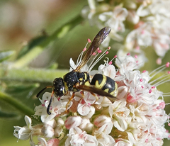Euodynerus hidalgo viereckii