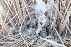 Porrhothele antipodiana