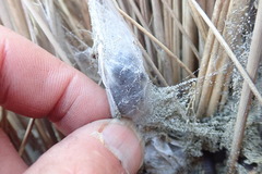 Porrhothele antipodiana