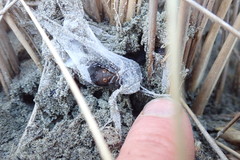 Porrhothele antipodiana