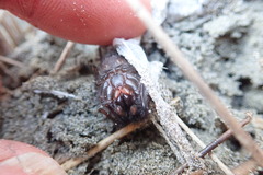 Porrhothele antipodiana