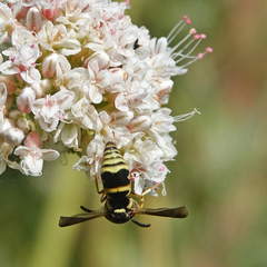 Euodynerus hidalgo viereckii