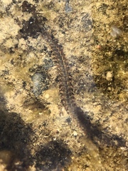 Phyllodocidae