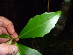 Brachyglottis kirkii