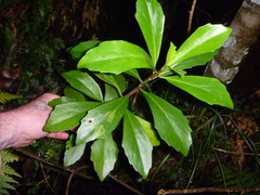 Brachyglottis kirkii