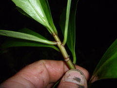 Brachyglottis kirkii