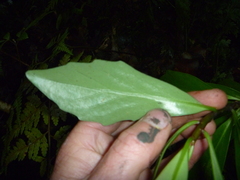 Brachyglottis kirkii