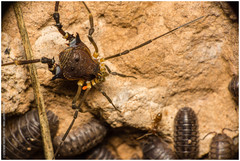 Discocyrtus testudineus