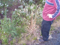 Miscanthus nepalensis