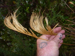 Miscanthus nepalensis
