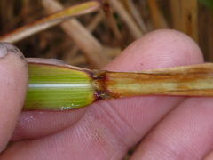 Miscanthus nepalensis
