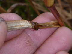 Miscanthus nepalensis